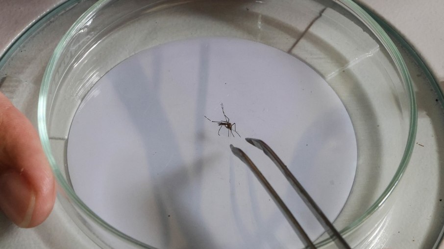 Aedes aegypti é vetor da dengue e principal medida preventiva é eliminar criadouros.