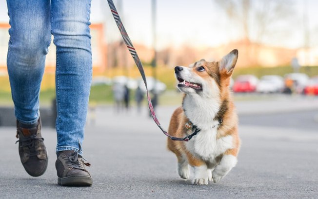 10 dicas para aproveitar o Carnaval com o seu cachorro