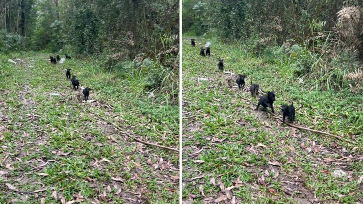 'Gangue de filhotes' é encontrada no mato às margens de estrada