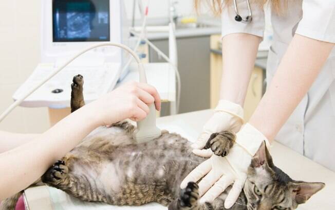 A melhor forma de confirmar uma gravidez é levando a gata ao veterinário. Através de exames e ultrassom é possível descobrir se ela está carregando filhinhos