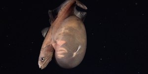 Peixe das profundezas engole presa maior que seu próprio corpo