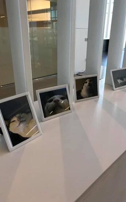 Amy Robertson chegou no trabalho e se deparou com 4 fotos engraçadíssimas de gatos