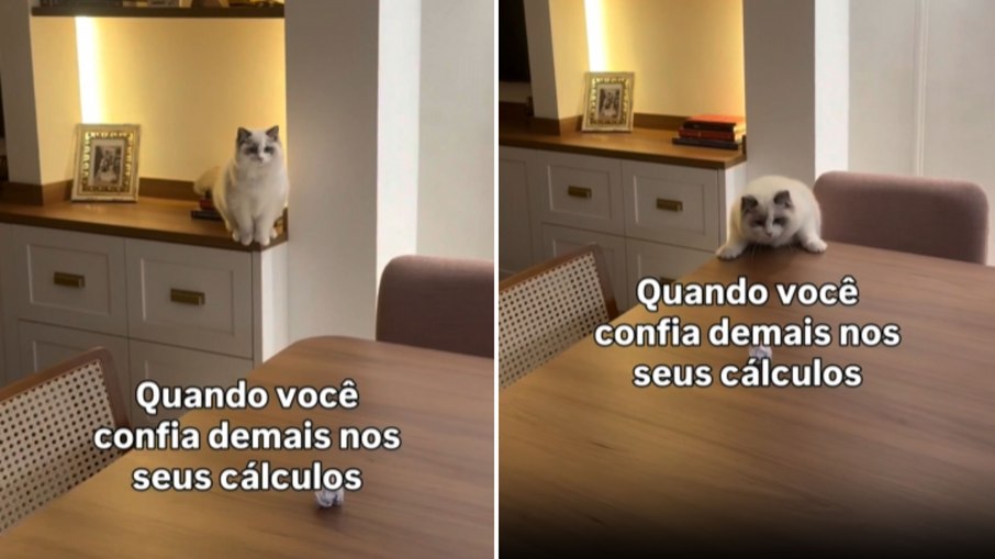 Gata calcula salto, mas erra a distância durante tentativa