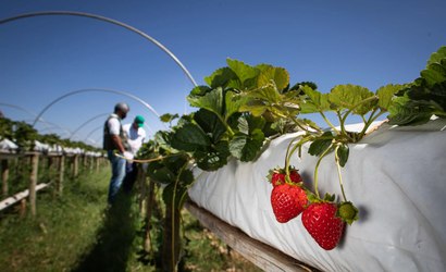 Importação de morango do Egito cresce e ameaça renda de produtores