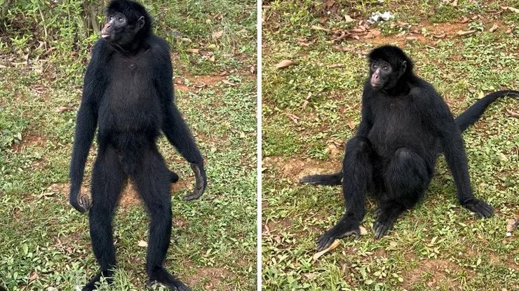 Macaco-aranha%20de%2023%20anos%20chega%20a%20SP%20