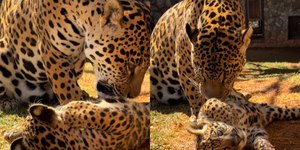 Onça dá "lambeijo" no filhote e emociona internautas
