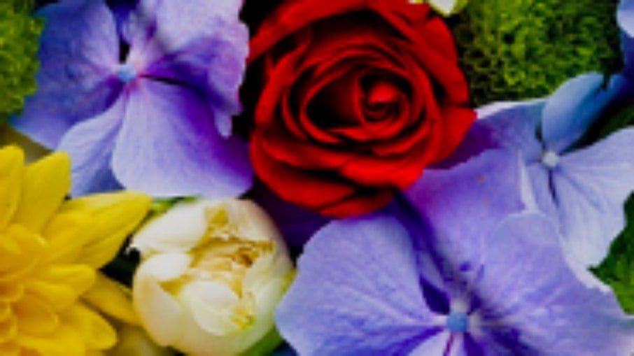 Flores: entenda o significado das suas cores