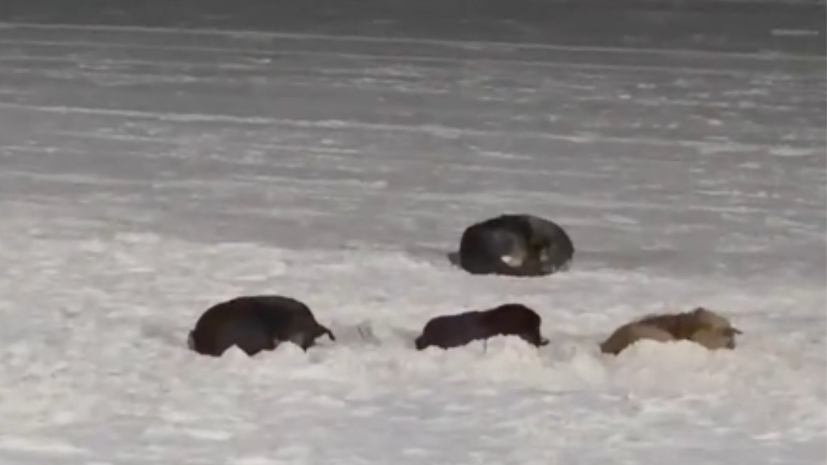 Gangue dos caramelos tira cochilo na areia da praia Gangue dos caramelos tira cochilo na areia da praia