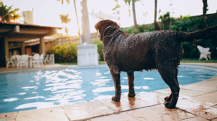 Cães precisam tomar banho para tirar resíduos de cloro da água da piscina 