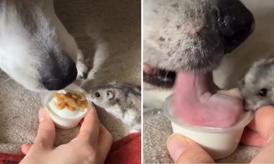 Cachorro e hamster batalham por potinho de sorvete