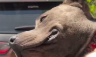 Com sorriso no rosto, cachorro volta da praia no colo do tutor