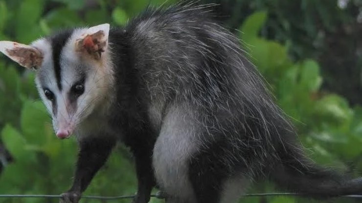 Corpo de Bombeiros resgata gambá escondido em uma casa de Caraguatatuba
