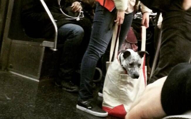 As pessoas deram um jeito de entrar com seus cachorros no metrô de Nova York