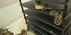 Homem é preso por criar ilegalmente 300 pítons em apartamento