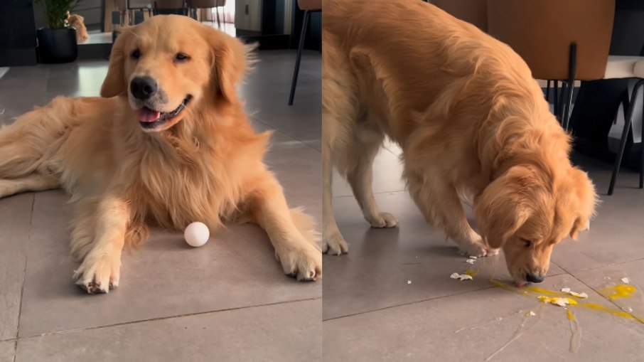 Golden fazendo Golden fazendo