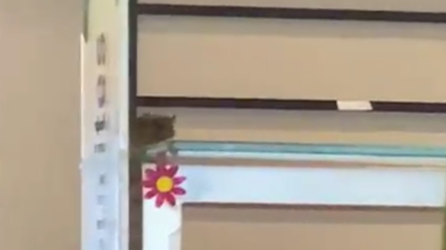 Rato é flagrado em bandejão da PUC-SP Rato é flagrado em bandejão da PUC-SP