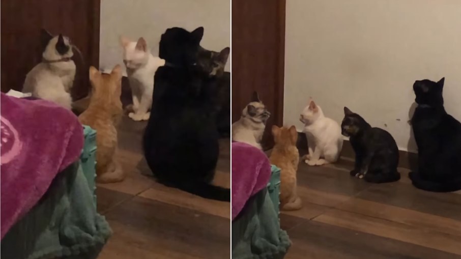 Tutora sai por dois minutos e gatos já esperam na porta Tutora sai por dois minutos e gatos já esperam na porta
