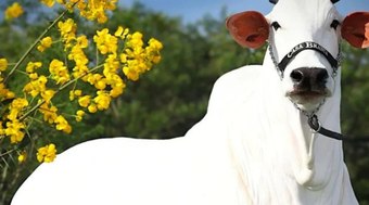 Gen%C3%A9tica%20de%20ouro%3A%20Vaca%20mais%20cara%20do%20mundo%20vence%20ExpoZebu