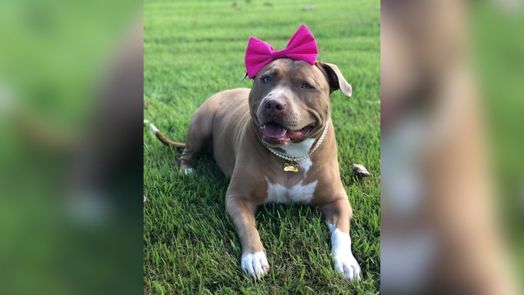 Pitbull quebra estereótipos e mostra lado carinhoso da raça