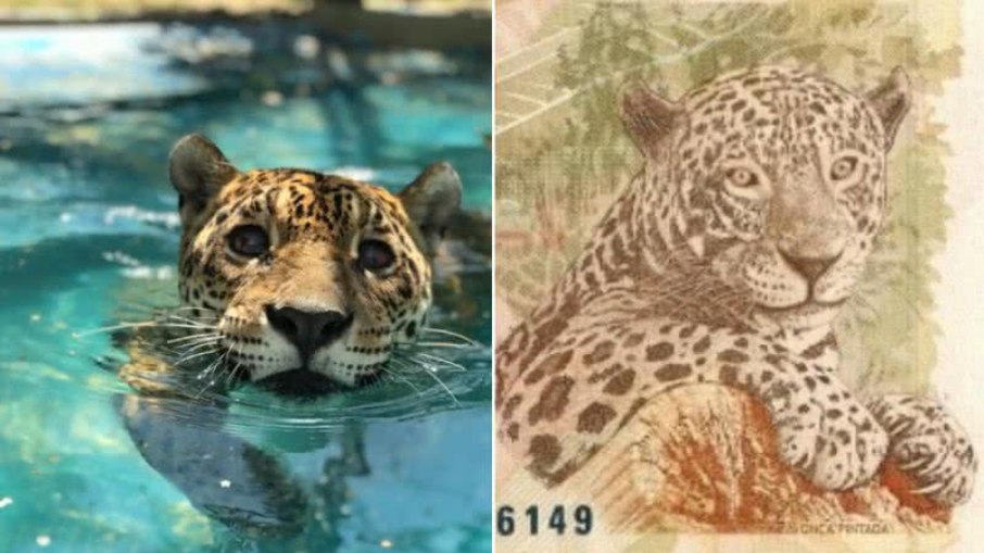 Conheça Gabi, a onça-pintada que serviu de modelo para a nota de R$ 50 Conheça Gabi, a onça-pintada que serviu de modelo para a nota de R$ 50