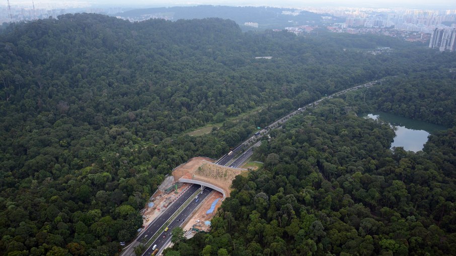Pontes e corredores ecológicos já salvaram a vida de mais de 10 animais na capital dos Estados Unidos Pontes e corredores ecológicos já salvaram a vida de mais de 10 animais na capital dos Estados Unidos
