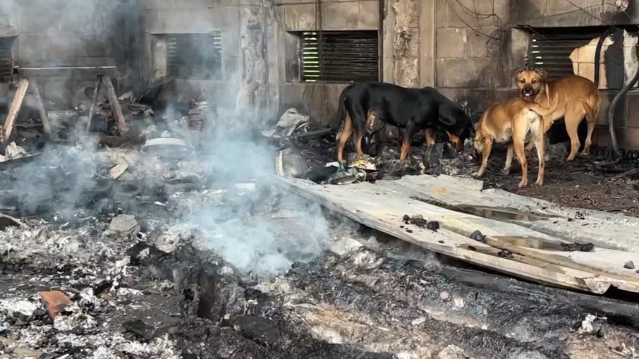 Como ainda não havia uma contagem oficial dos animais, equipes municipais devem retornar ao imóvel nesta quarta-feira (30)