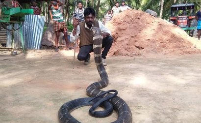 Resgatador de cobras morre após picada do animal