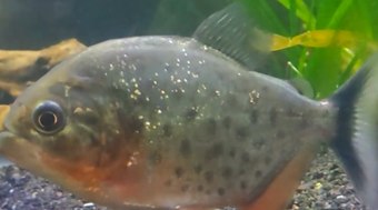 Piranhas%20atacam%20peixe%20no%20anzol%20em%20Tocantins%3B%20veja%20v%C3%ADdeo