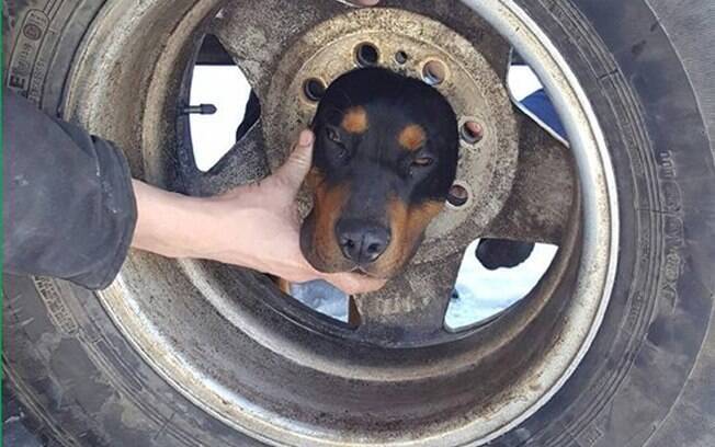 Este cãozinho curioso levou um grande susto ao prender a cabeça na roda  de um carro nos EUA.