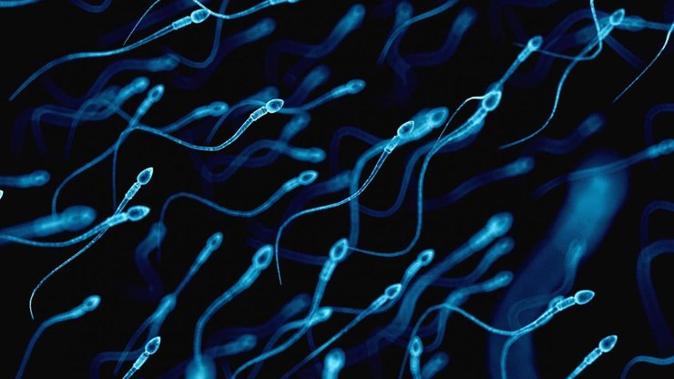 Estudo aponta impactos do envelhecimento masculino na fertilidade