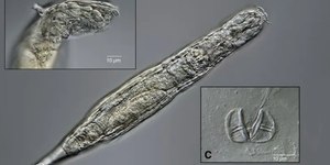 Animal congelado há 24 mil anos “volta à vida” e se reproduz