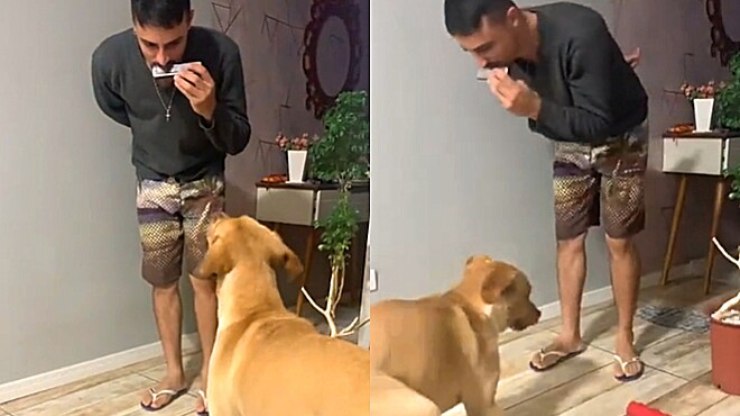 Cachorra mostra gingado para tutor ao som de gaita; veja