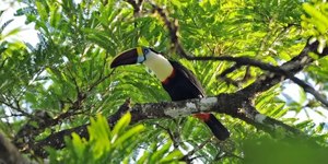 Lei de Licenciamento Ambiental: advogados destacam objetividade