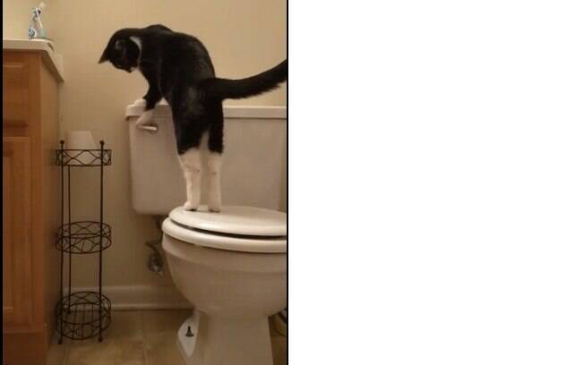Gato inteligente aprende a dar descarga e isso faz a cota de água de seu dono subir muito