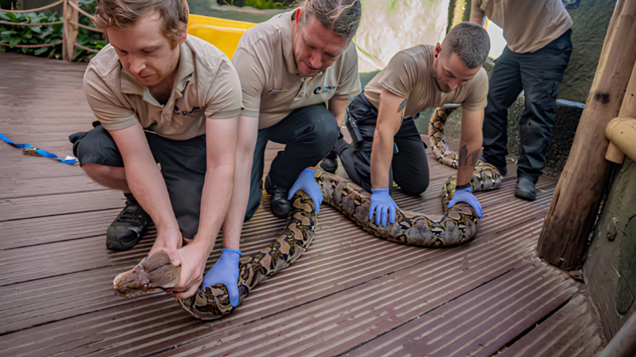 A cobra Jodie Foster se curou do câncer através da quimioterapia A cobra Jodie Foster se curou do câncer através da quimioterapia