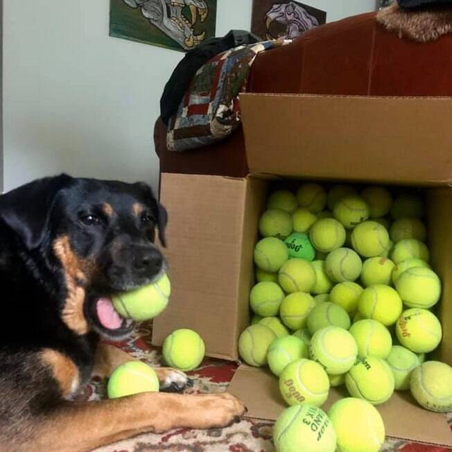 Cachorro Bubbles com suas bolas de tênis
