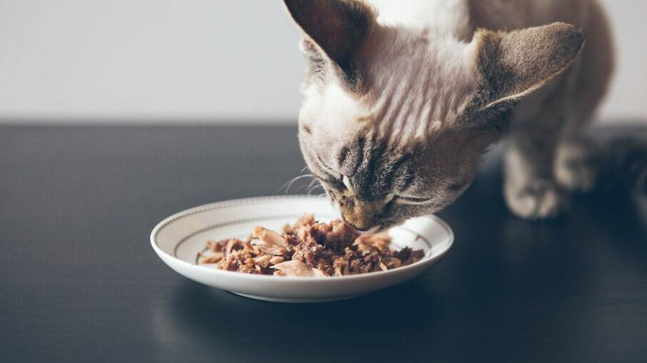 Gatos precisam de sachê de comida molhada