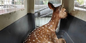 Cervo ferido por cães é resgatado, mas passa por eutanásia