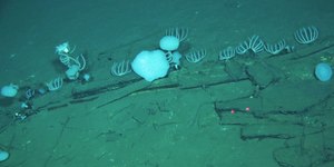 Cientistas descobrem o maior cemitério de baleias do mar
