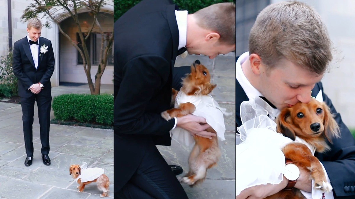 Quinn Meineke foi surpreendido com sua cachorrinha, Penny, vestida de noiva no dia de seu casamento