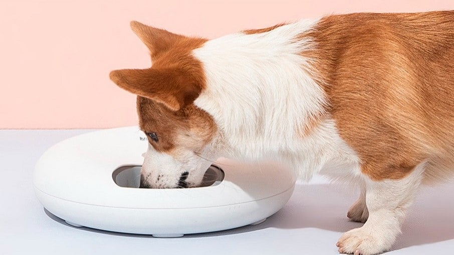 Alimentador inteligente da Dogis faz monitoramento do padrão de alimentação do pet