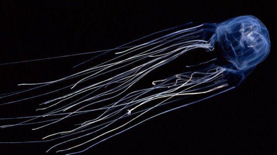 Vespa do mar Vespa do mar