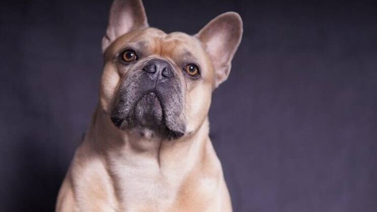 Além do exercício, cães atletas precisam de atenção especial com a nutrição