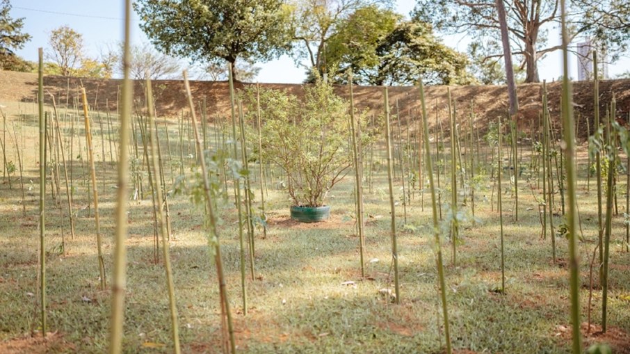 700 mudas de diferentes espécies foram plantadas no Dia da árvore