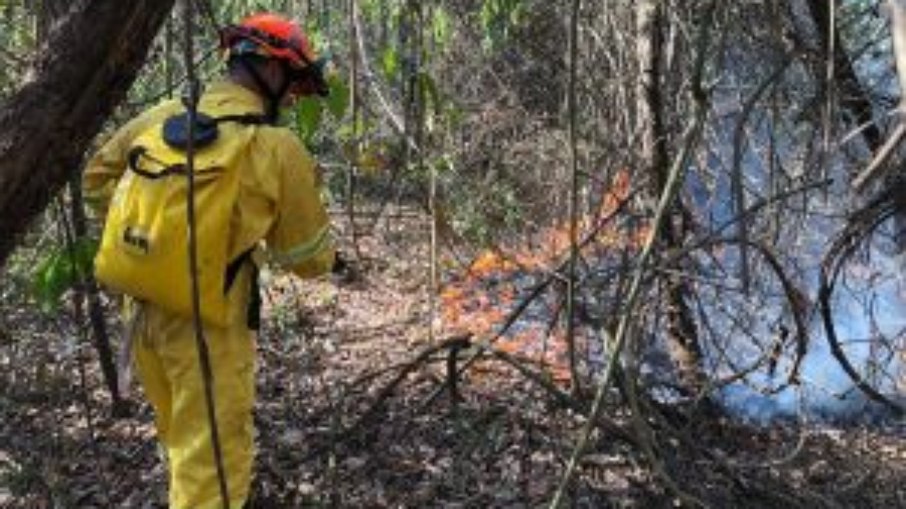 Jogar bitucas de cigarro em vias públicas ou terrenos é uma das causas dos focos de incêndio