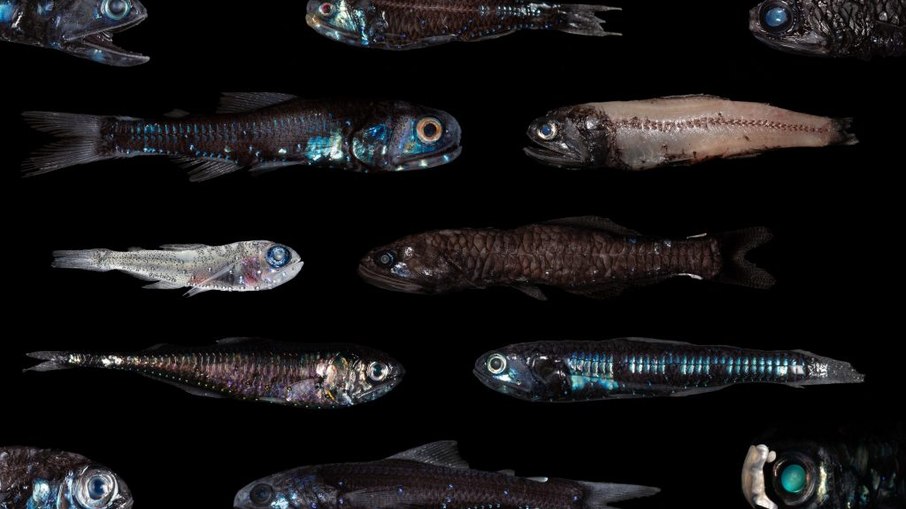 Peixes-lanterna de diversos tipos