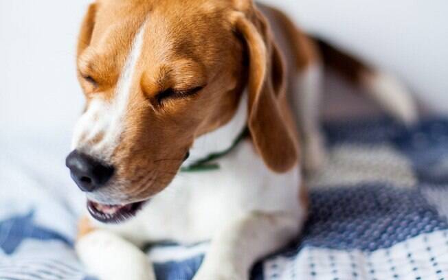 A tosse em cães pode ter muitas causas,, por isso o diagnóstico preciso é importante