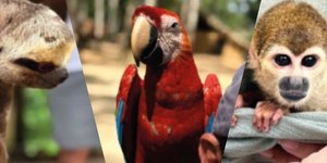 Animais silvestres usados para fotos são resgatados em operação