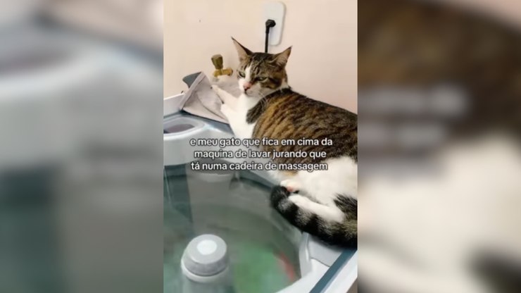 Gato viraliza ao usar máquina de lavar como "cama de massagem"