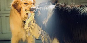 Seu cachorro está agressivo? Adestrador explica como lidar com ele